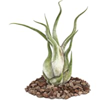 Planta tillandsia caput-medusae- tamaño grande